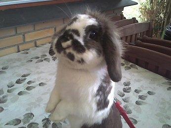 Kanin | Cookie | Dværgvædder/løvehoved billede 9