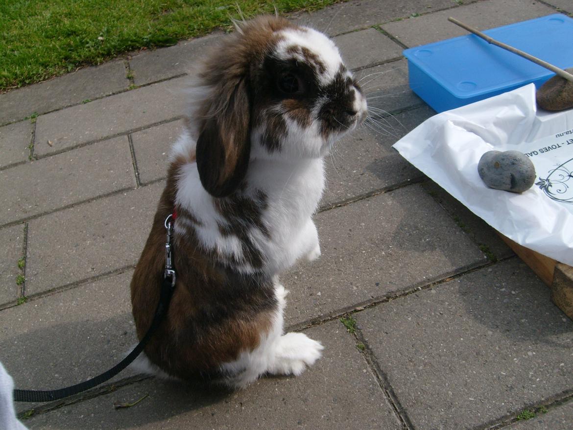 Kanin | Cookie | Dværgvædder/løvehoved billede 10