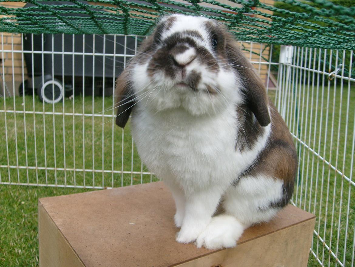 Kanin | Cookie | Dværgvædder/løvehoved billede 12