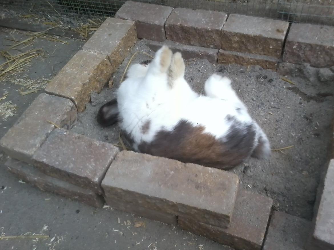 Kanin | Cookie | Dværgvædder/løvehoved - Her ruller han sig i sin sandkasse, som han elsker! billede 13