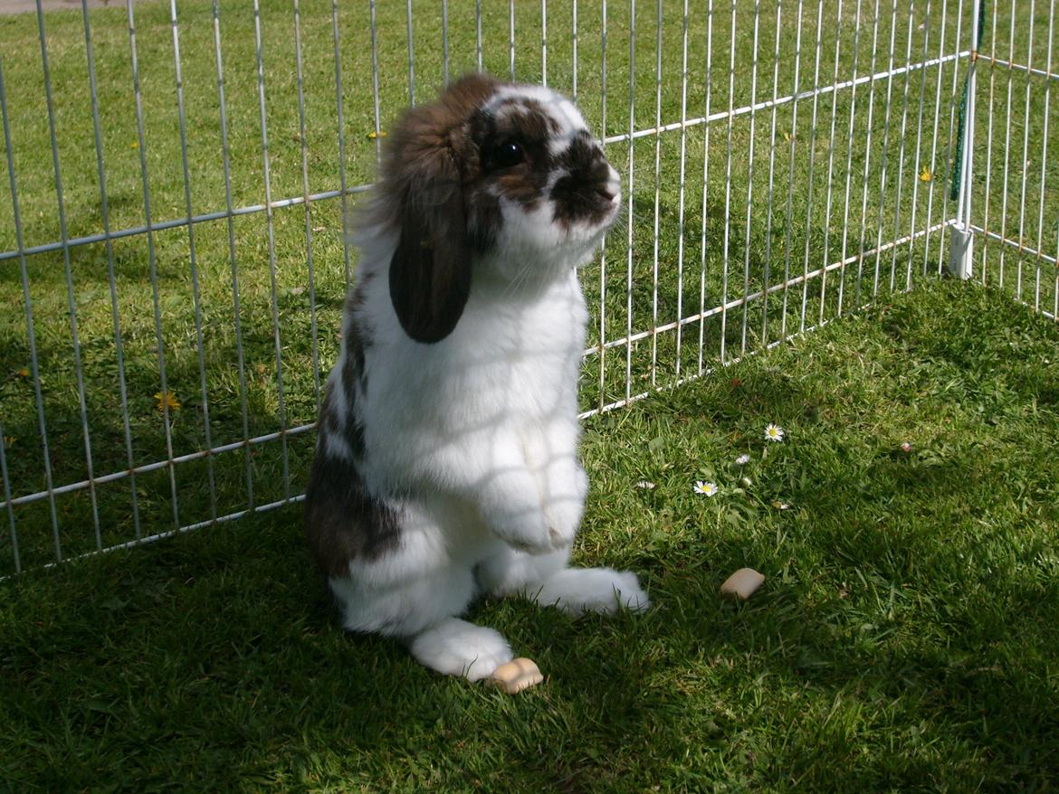 Kanin | Cookie | Dværgvædder/løvehoved - Cookie i hans gamle løbegård. billede 14