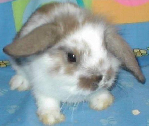 Kanin | Cookie | Dværgvædder/løvehoved - Cookie da han var helt lille. billede 15