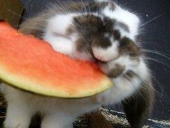 Kanin | Cookie | Dværgvædder/løvehoved - Cookie får en skive vandmelon. billede 16