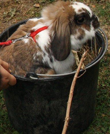 Kanin | Cookie | Dværgvædder/løvehoved billede 17