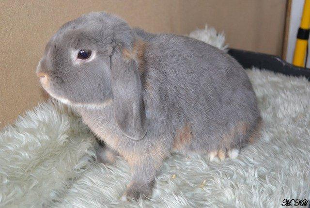 Kanin *Linus Von Der Jade* billede 1
