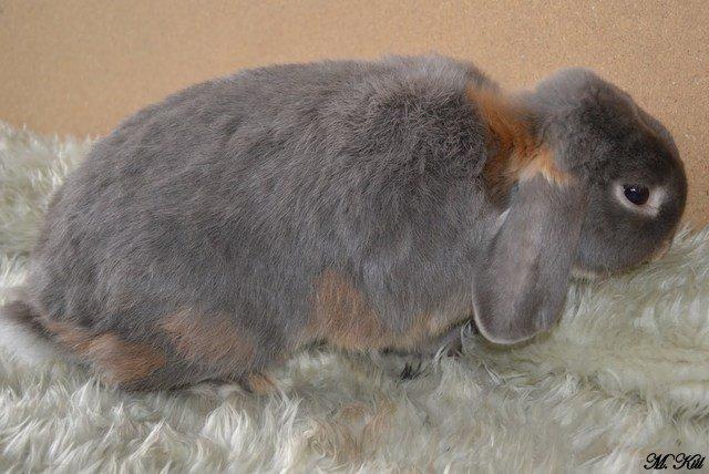 Kanin *Linus Von Der Jade* billede 3
