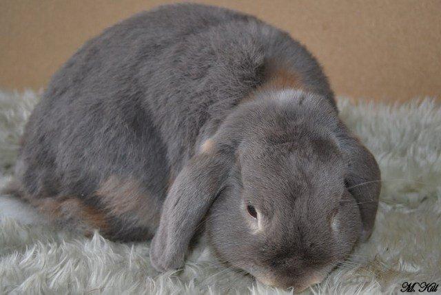 Kanin *Linus Von Der Jade* billede 6