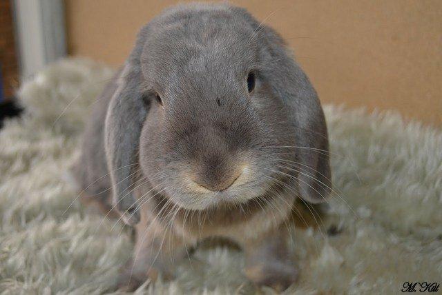 Kanin *Linus Von Der Jade* billede 7