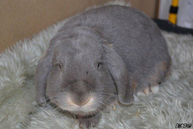 Kanin *Linus Von Der Jade* billede 8