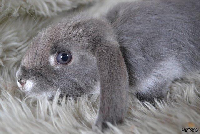 Kanin *Stald Friis Sini* billede 1