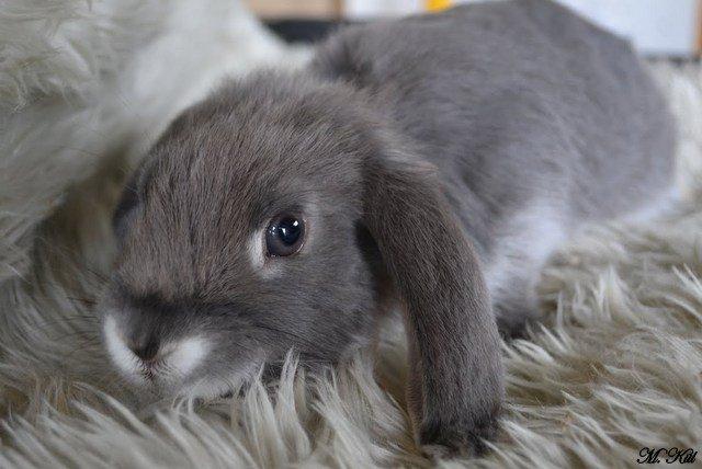 Kanin *Stald Friis Sini* billede 2