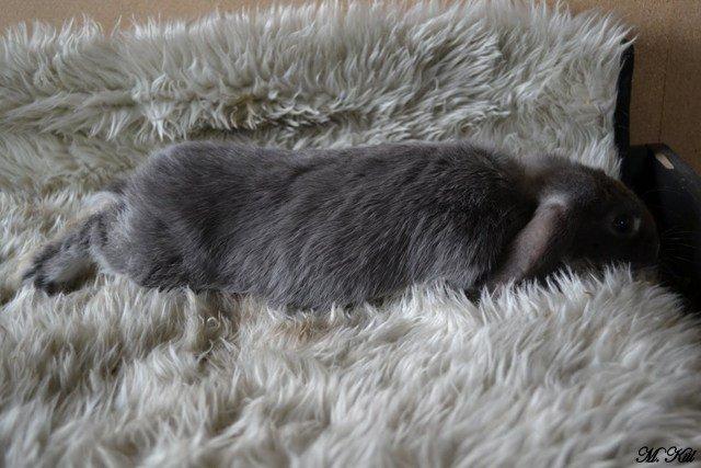 Kanin *Stald Friis Sini* billede 3