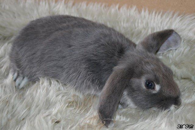 Kanin *Stald Friis Sini* billede 4