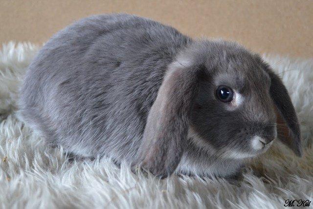 Kanin *Stald Friis Sini* billede 5