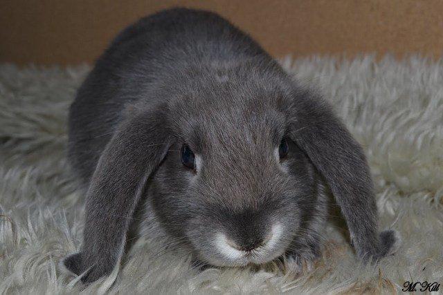 Kanin *Stald Friis Sini* billede 6