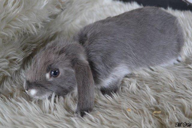 Kanin *Stald Friis Sini* billede 7