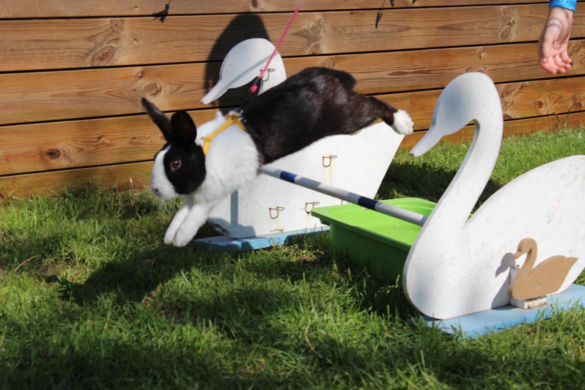 Kanin Mimrelunds Narbona Primero - Billede af: Nanna Randløv Petersen billede 8