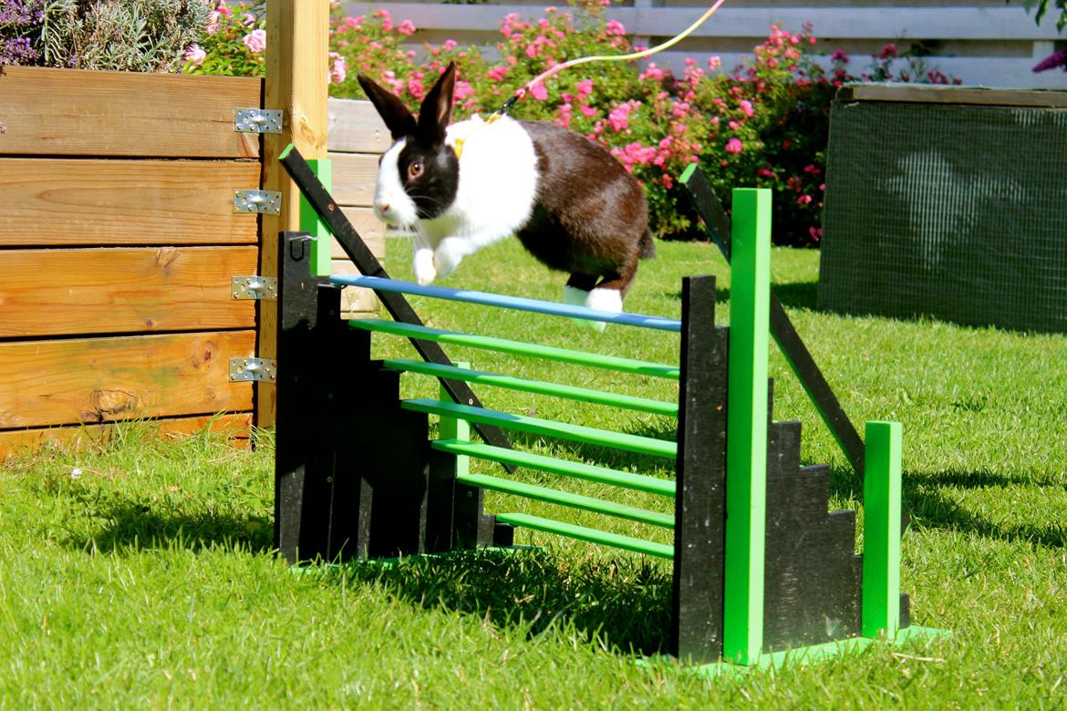 Kanin Mimrelunds Narbona Primero - Billede af: Nanna Randløv Petersen billede 9
