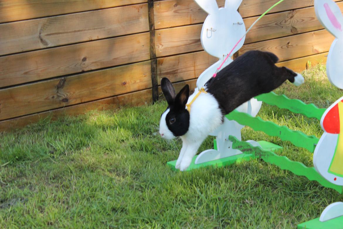 Kanin Mimrelunds Narbona Primero - Billede af: Nanna Randløv Petersen billede 10