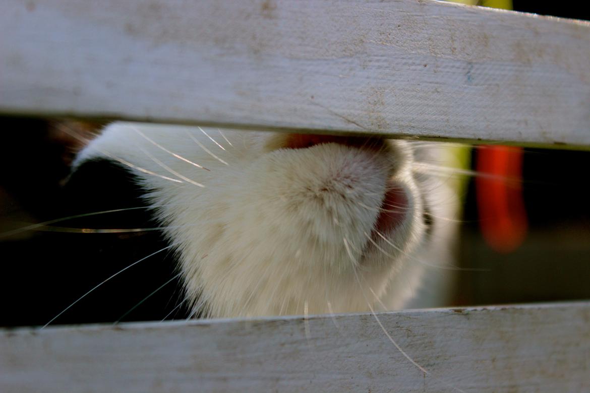 Kanin Mimrelunds Narbona Primero billede 11