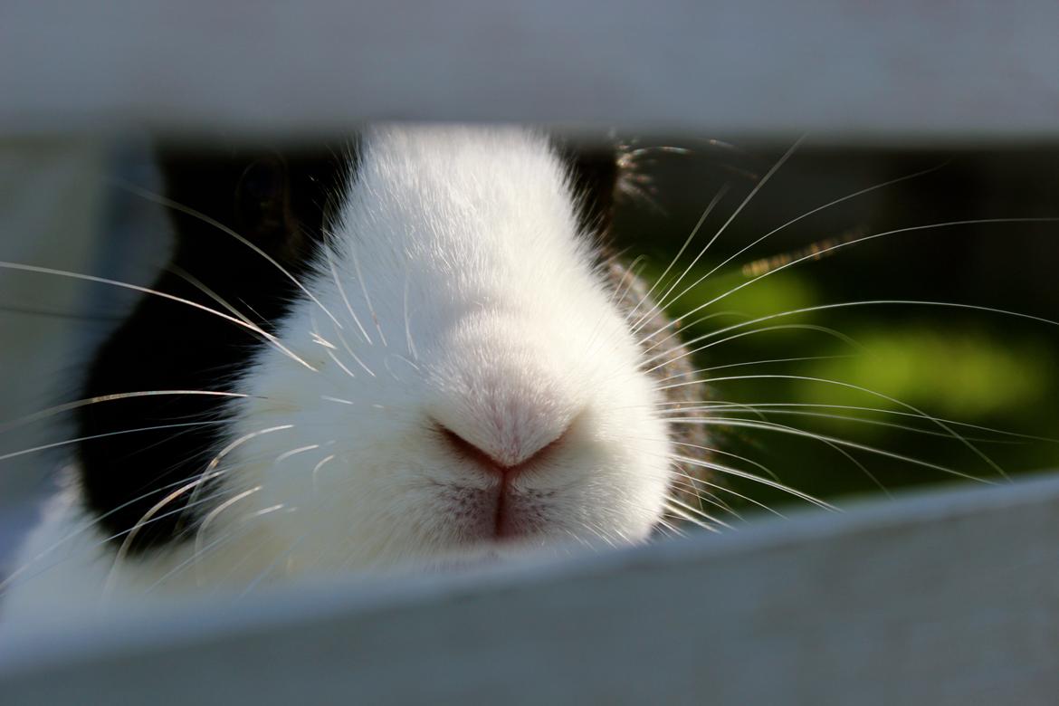 Kanin Mimrelunds Narbona Primero billede 12