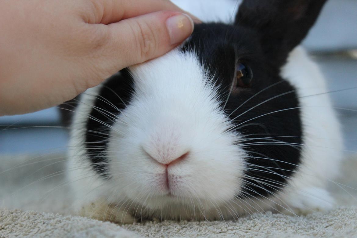 Kanin Mimrelunds Narbona Primero billede 13