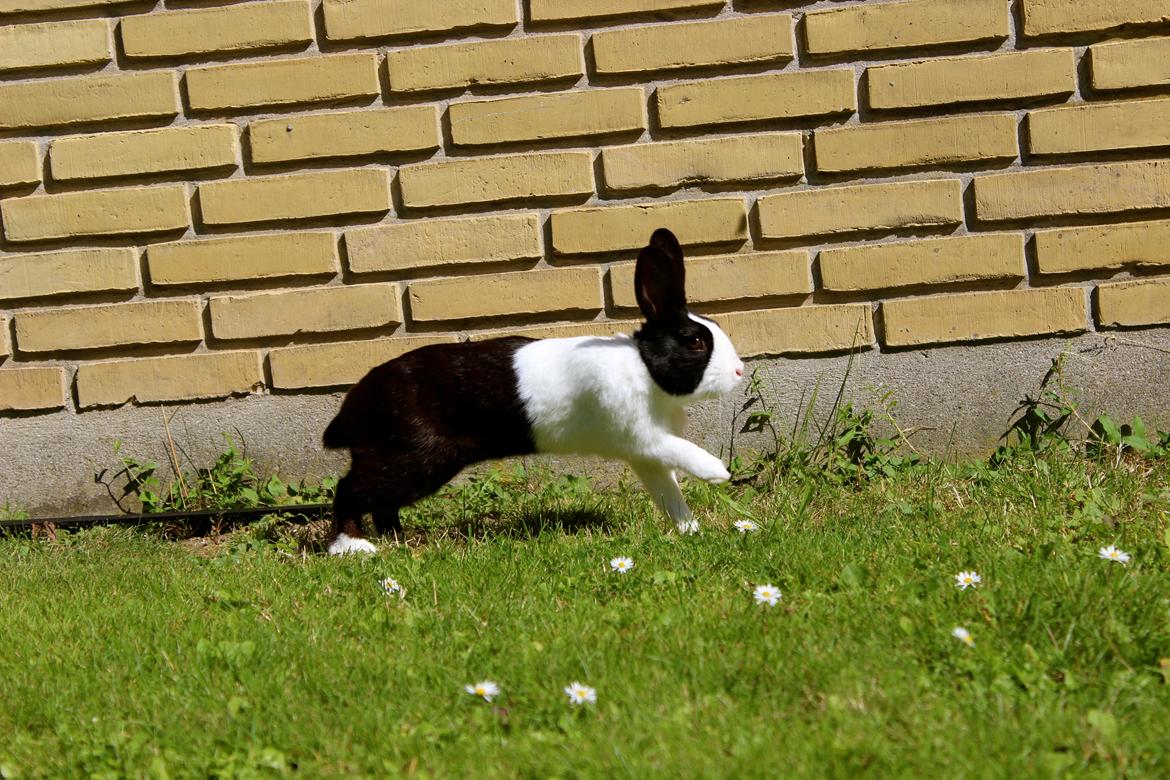 Kanin Mimrelunds Narbona Primero billede 14