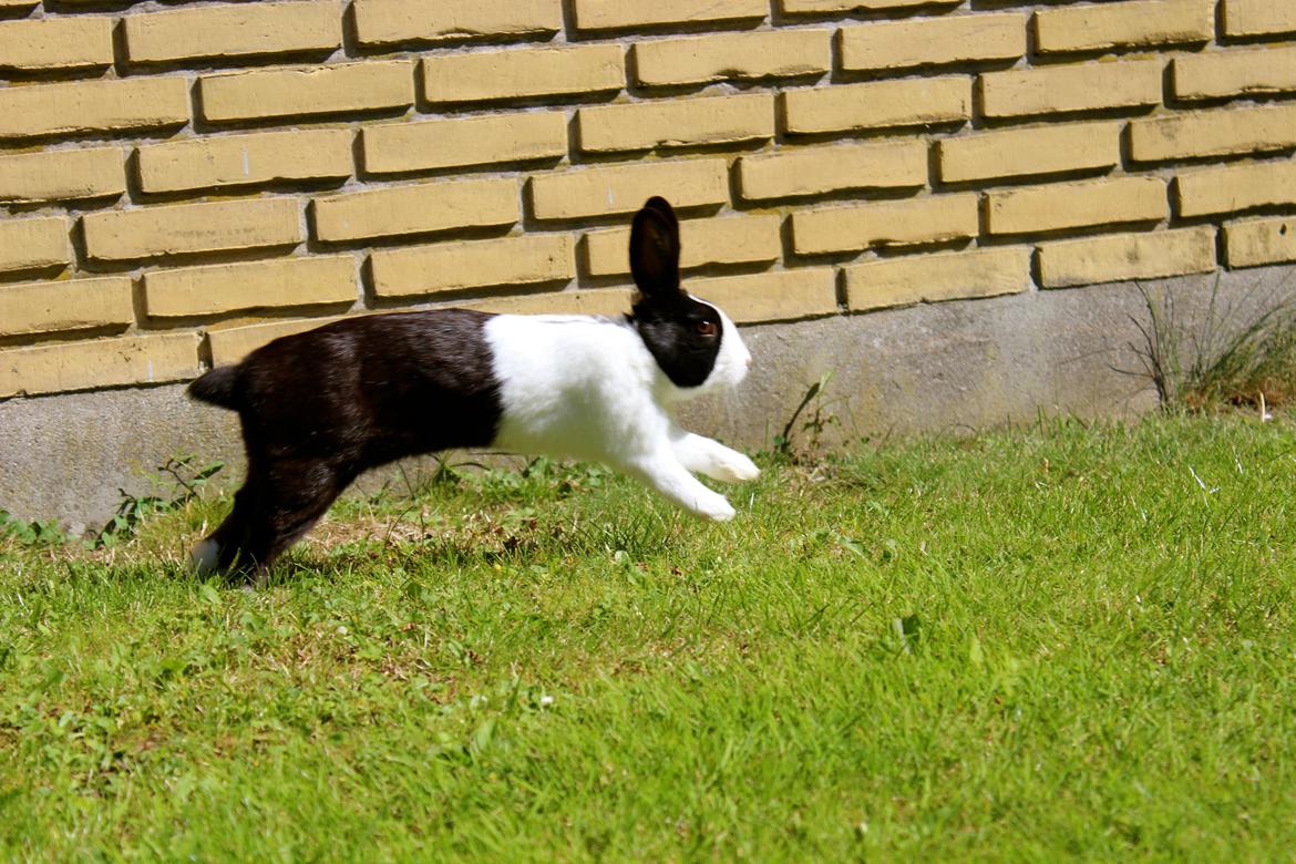 Kanin Mimrelunds Narbona Primero billede 15