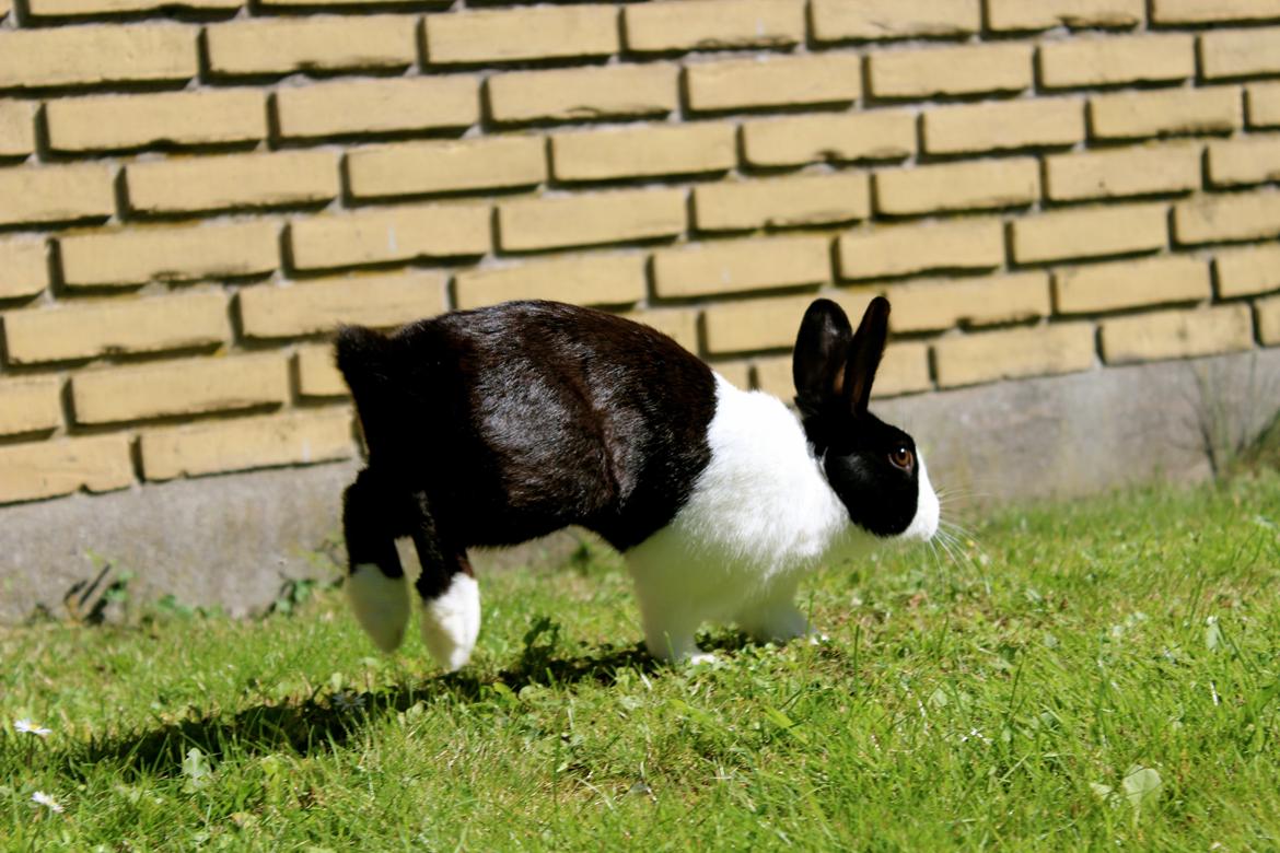 Kanin Mimrelunds Narbona Primero billede 16