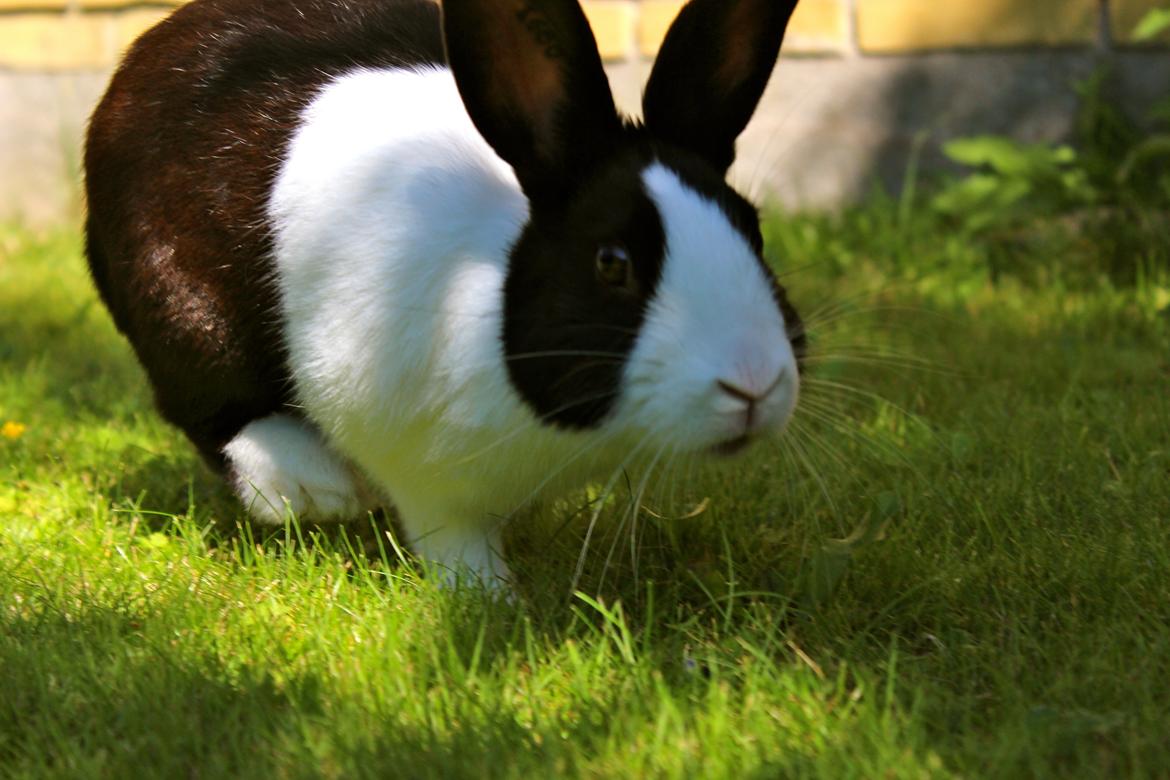 Kanin Mimrelunds Narbona Primero billede 17