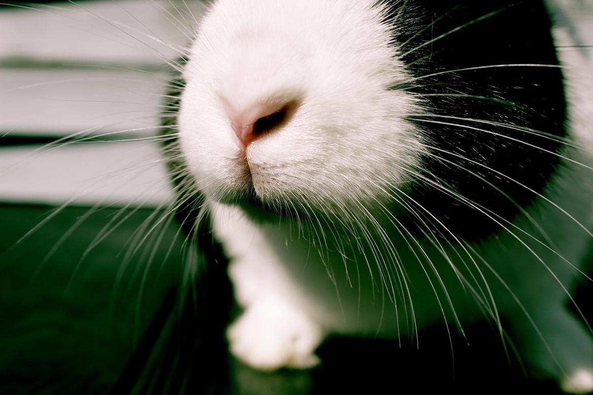 Kanin Mimrelunds Narbona Primero billede 18