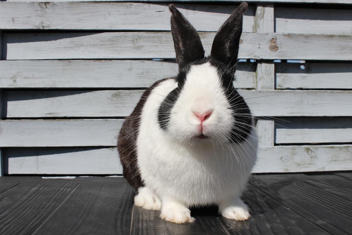 Kanin Mimrelunds Narbona Primero billede 19