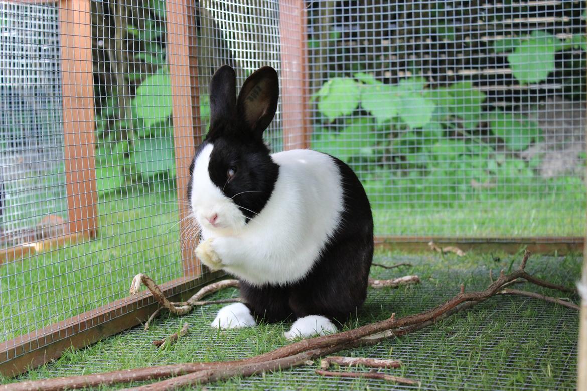 Kanin Mimrelunds Narbona Primero billede 20