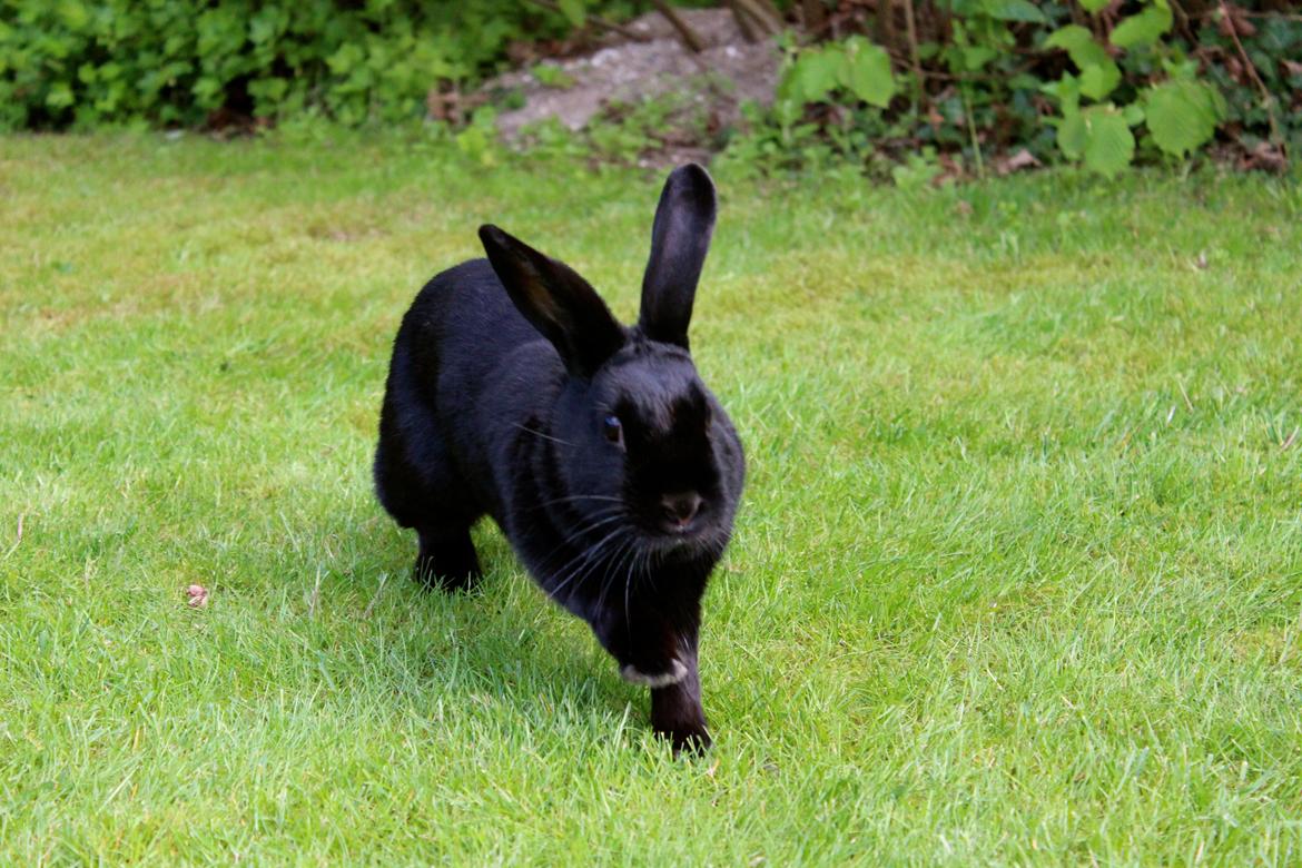 Kanin Clausen's Kiwi billede 14