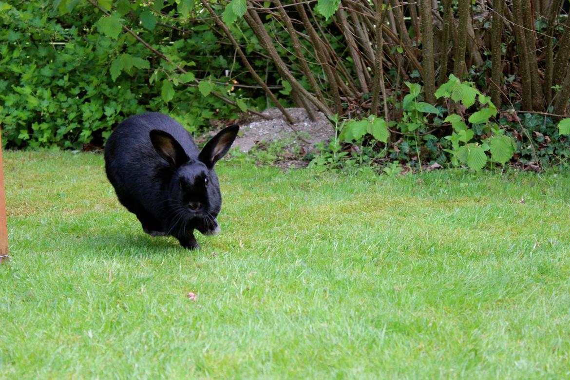 Kanin Clausen's Kiwi billede 15