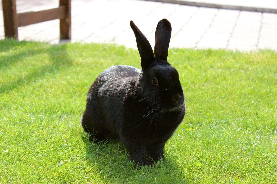 Kanin Clausen's Kiwi billede 16