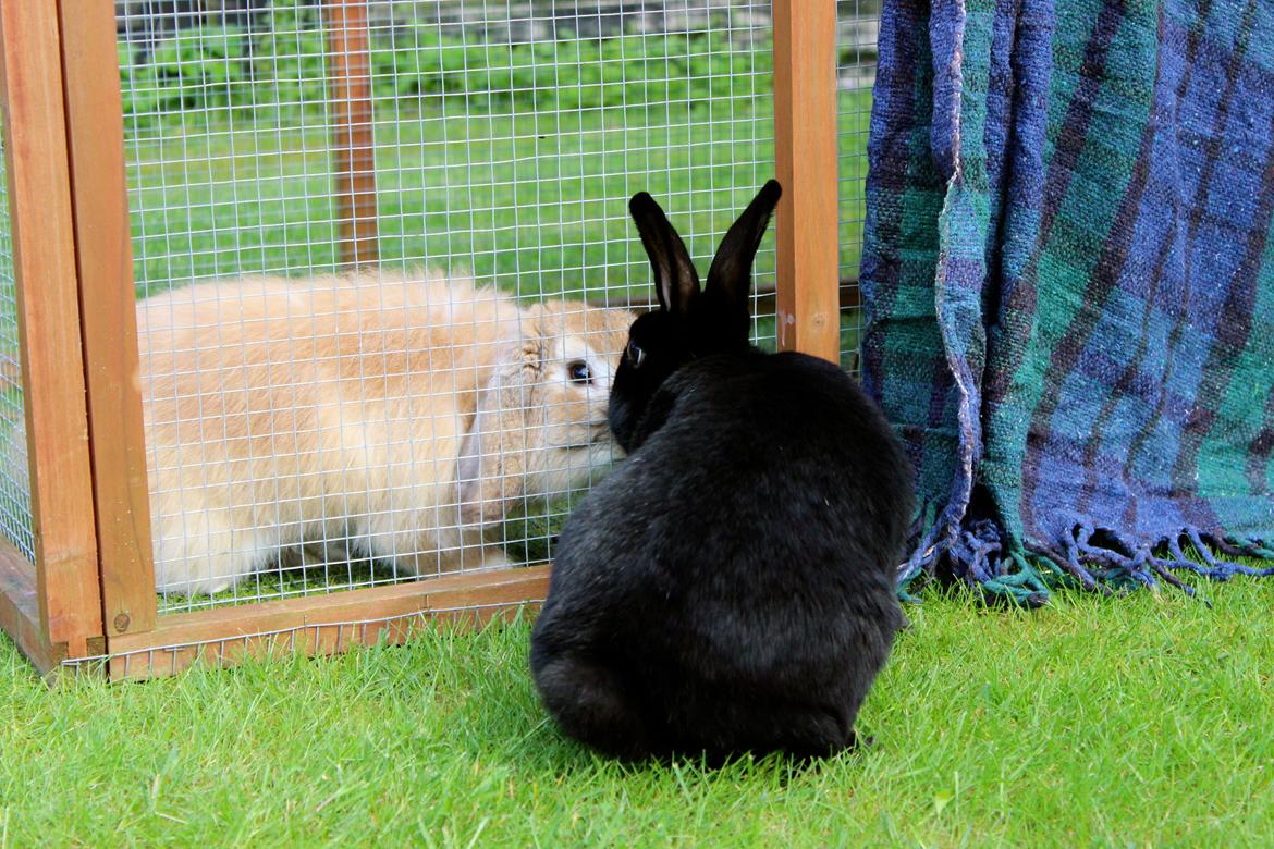 Kanin Clausen's Kiwi billede 17