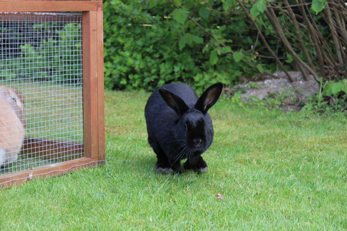 Kanin Clausen's Kiwi billede 18