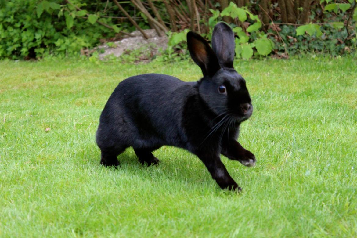 Kanin Clausen's Kiwi billede 19