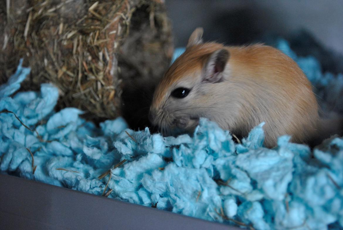 Ørkenrotte Pax (Paxe manden) billede 3