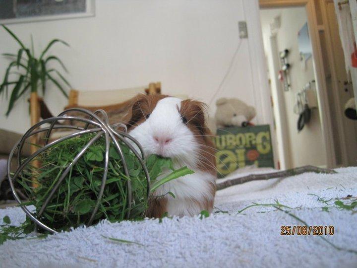 Marsvin Diva billede 1