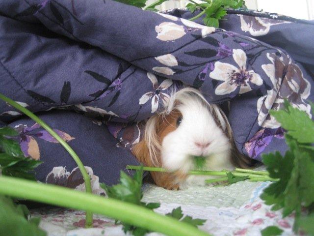 Marsvin Diva billede 2