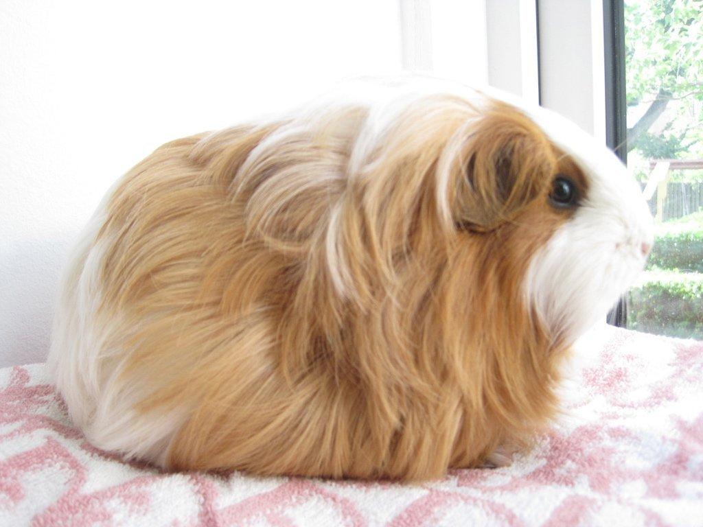 Marsvin Diva billede 3