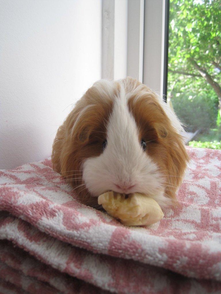 Marsvin Diva billede 4