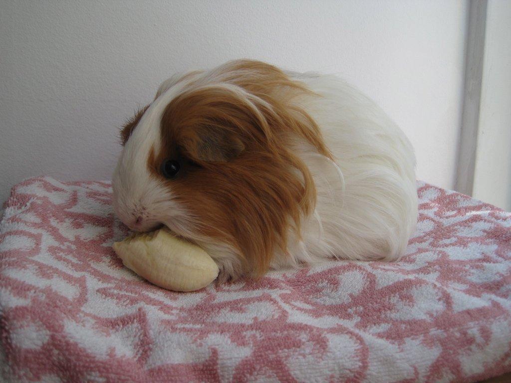 Marsvin Diva billede 5