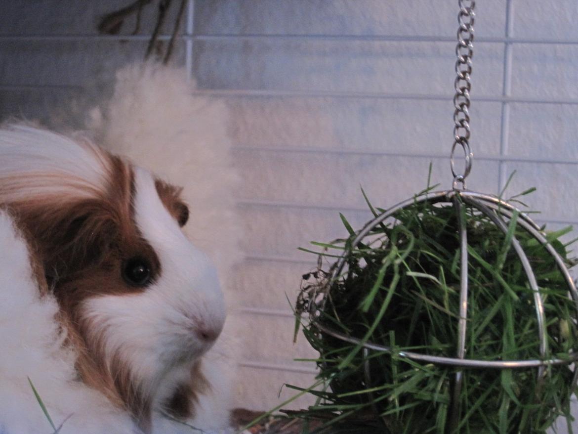 Marsvin Diva billede 6