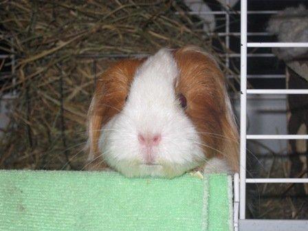 Marsvin Diva billede 7