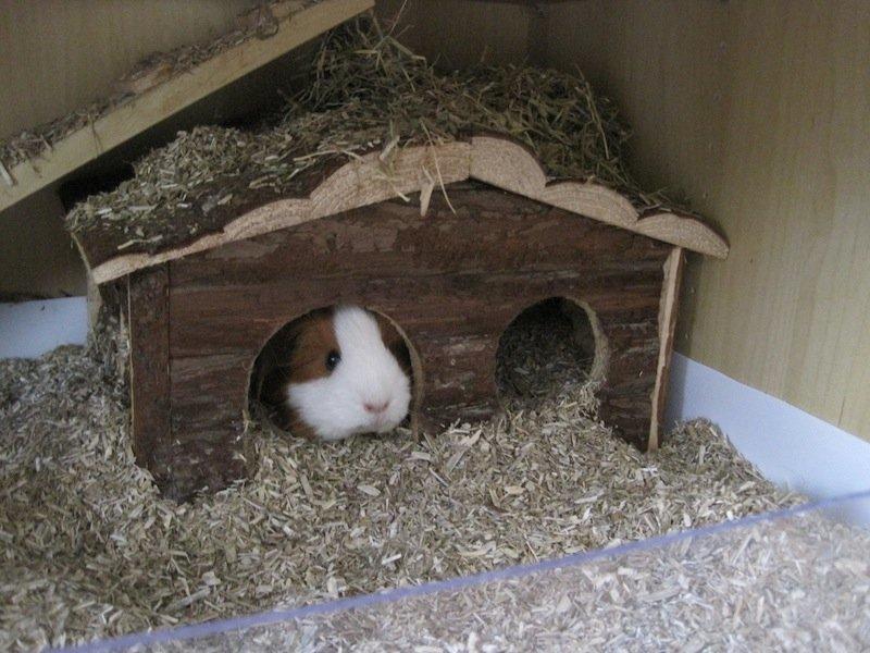 Marsvin Diva billede 8