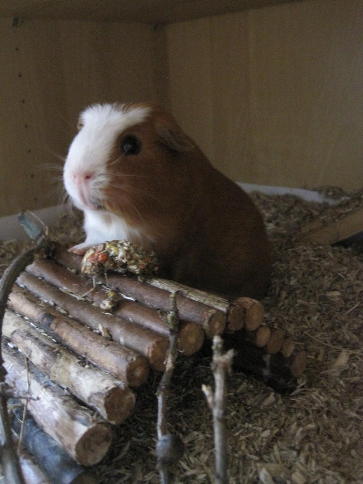 Marsvin Carlo billede 1