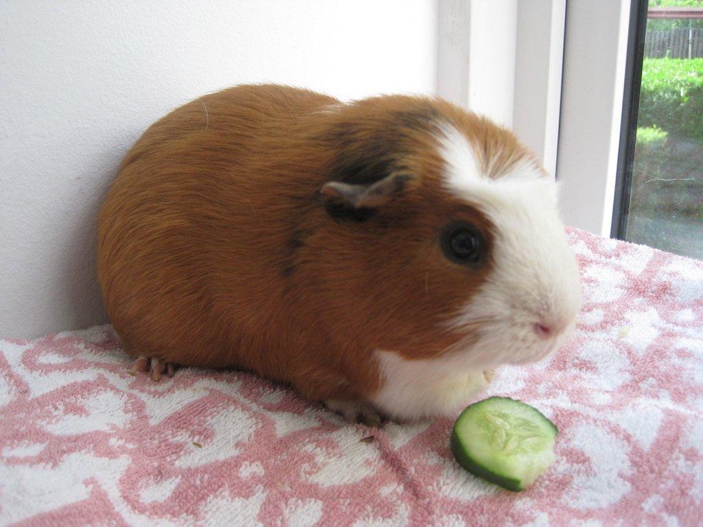 Marsvin Carlo billede 3